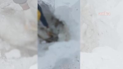Malatya’da etkili olan yoğun kar yağışı nedeniyle 220 küçükbaş hayvan