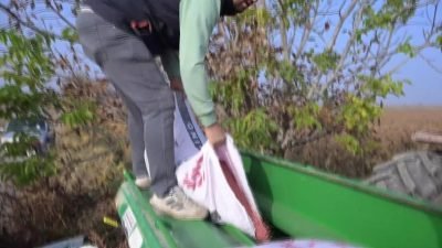 Manisa Büyükşehir Belediyesi’nin yüzde 75 hibe desteği ile çiftçilere verdiği