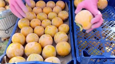 Mersin’in Toroslar ilçesinde cennet meyvesi hasadı başladı. Hasada katılan Toroslar