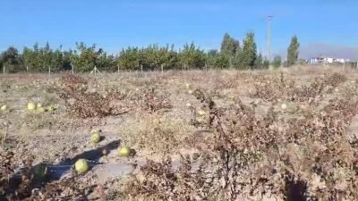 CHP Niğde Milletvekili Ömer Fethi Gürer, tarlada kalan karpuzlara dikkat