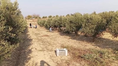 Osmaniye'nin Kadirli ilçesinde yevmiyeci olarak zeytin toplayan 66 yaşındaki emekli