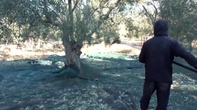 Balıkesir'in Edremit ilçesinde zeytin üreticisi Cemalettin Kaya, "Bu yıl çok kurak gitti.
