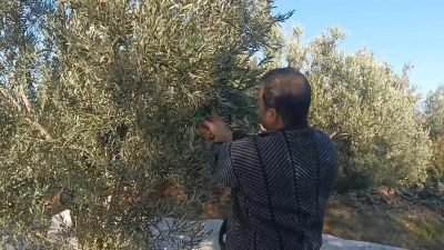 Aydın'ın Karacasu ilçesinde artan maliyetleri karşılayamamaktan dert yanan zeytin üreticisi