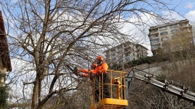 Beykoz Belediyesi, ilçenin yeşil dokusunu canlandırmak amacıyla başlattığı ağaç budama