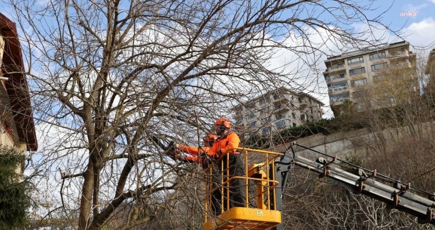 Beykoz Belediyesi, ilçenin yeşil dokusunu canlandırmak amacıyla başlattığı ağaç budama