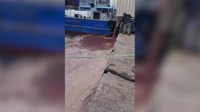 Giresun’un Görele ilçesinde bir vatandaş, balık nakliyatı yapan bir kamyonun