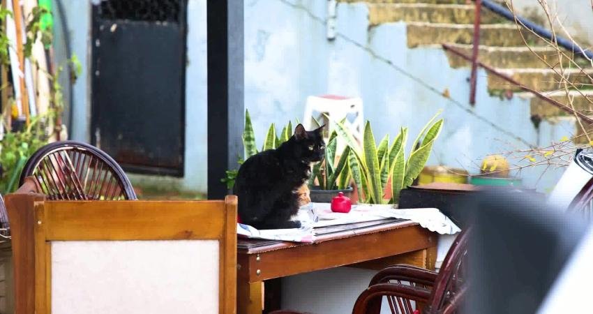 Manavgat Belediye Başkanı Niyazi Nefi Kara, sel felaketinden etkilenen bölgede