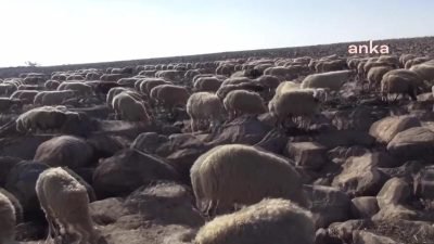 Şanlıurfa'nın Viranşehir ilçesinde Gölcük köy halkı, GES projesine tepki gösterdi.