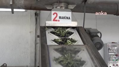 Manisa'nın Soma ilçesinde zeytinyağı üretimi yapan Şerifali Uysal, "Zeytinyağı fiyatlarının oluşumunda