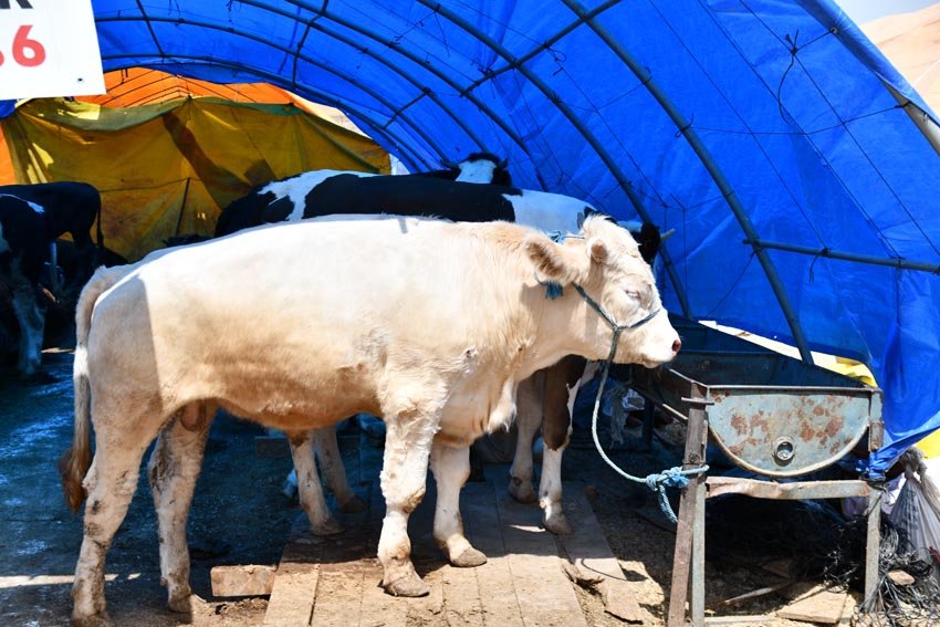 Mamak Belediyesi, 170 dönüm alan üzerinde Ortaköy'de kurulan kurban satış