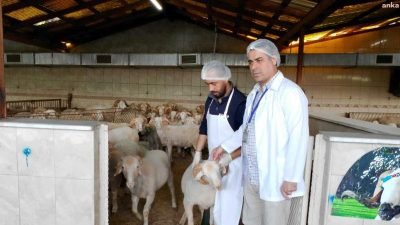 Kurban Bayramı’na günler kala Bayrampaşa’daki küçükbaş kurban satış ve kesim
