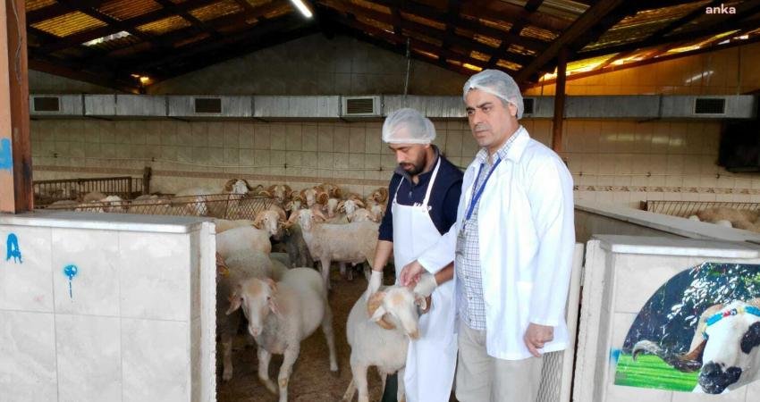 Kurban Bayramı’na günler kala Bayrampaşa’daki küçükbaş kurban satış ve kesim