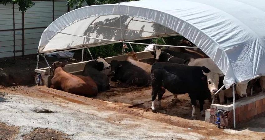 Beykoz’da Kurban Bayramı öncesi 139 kurbanlık satış ve kesim yeri