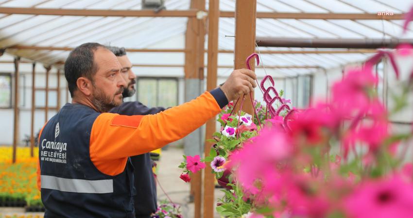 Çankaya Belediyesi, baharın gelmesiyle yaz dönemi bitki üretimi için çalışmalarını