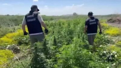 Diyarbakır’ın Bismil ilçesinde Dicle Nehri üzerindeki adacıklardan ekilen uyuşturucuya yönelik