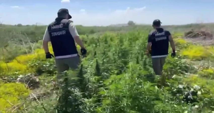 Diyarbakır’ın Bismil ilçesinde Dicle Nehri üzerindeki adacıklardan ekilen uyuşturucuya yönelik