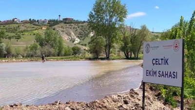 Ankara’nın Kızılcahamam ilçesinde, bir zamanlar bölgenin simgelerinden biri olan yerli