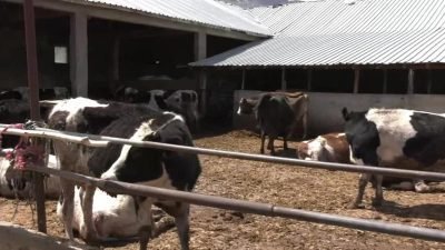 Konya'nın Seydişehir ilçesine bağlı Taraşçı Mahallesi'nde yıllardır hayvancılıkla geçimini sağlayan