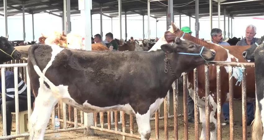 Aksaray'da kurban pazarında kurbanlık satıcıları, satışlarının iyi gitmediğini söyledi. Besici Muhammet