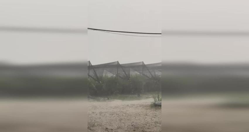 Antalya Serik'te yaban mersini üreticisi Burçak Uysal, yaşanan dolu felaketinde