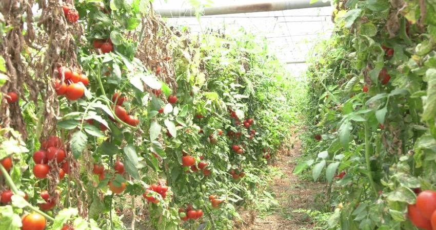 Antalya'nın Aksu ilçesinde seracılık yapan çiftçiler, artan girdi maliyetleri ve