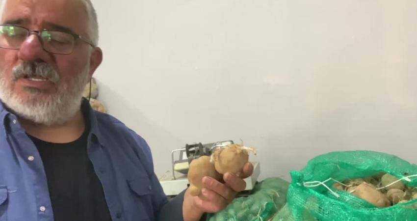 Ardahan'da planlı üretim listesinden çıkarılan "patates", çiftçileri isyan ettirdi. Tarımla