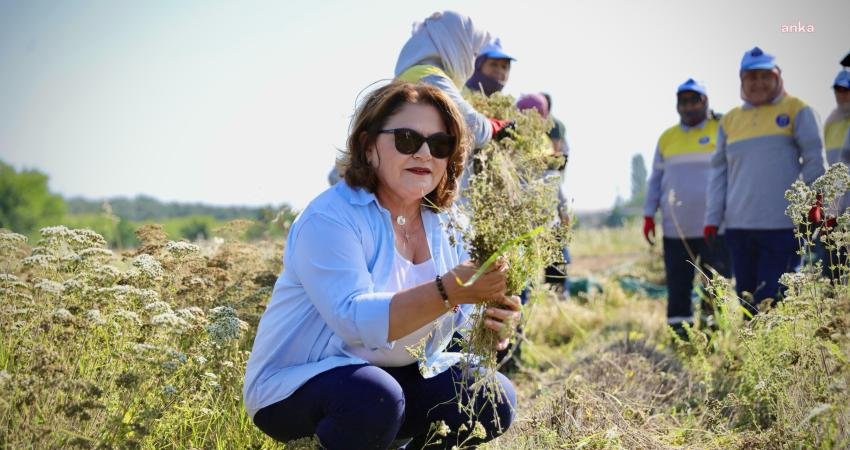 Didim Belediye Başkanı Hatice Gençay, Didim Belediyesi Tıbbi Aromatik Bitkiler
