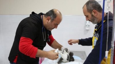 Eyüpsultan Belediyesi, mayıs ayında sokak hayvanlarına yönelik muayene, tedavi, kısırlaştırma,