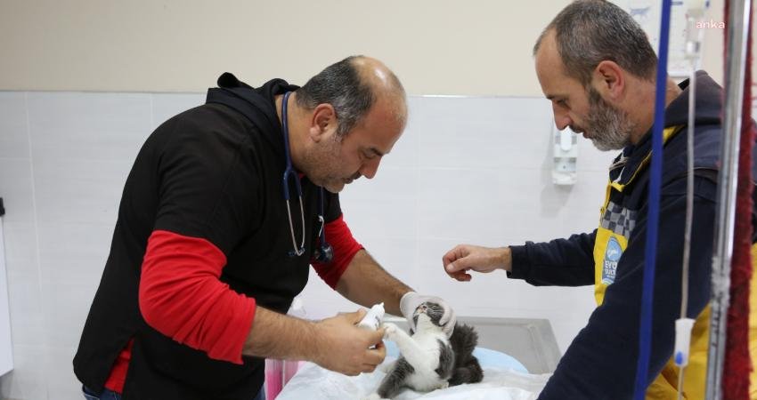 Eyüpsultan Belediyesi, mayıs ayında sokak hayvanlarına yönelik muayene, tedavi, kısırlaştırma,