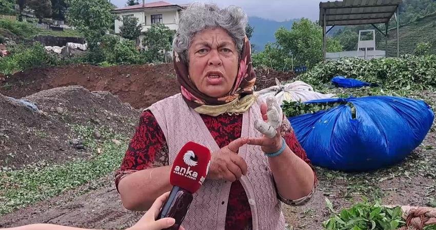 Artvin'in Hopa ilçesinde çay üreticileri, çay fiyatlarına tepkilerini dile getirdi.