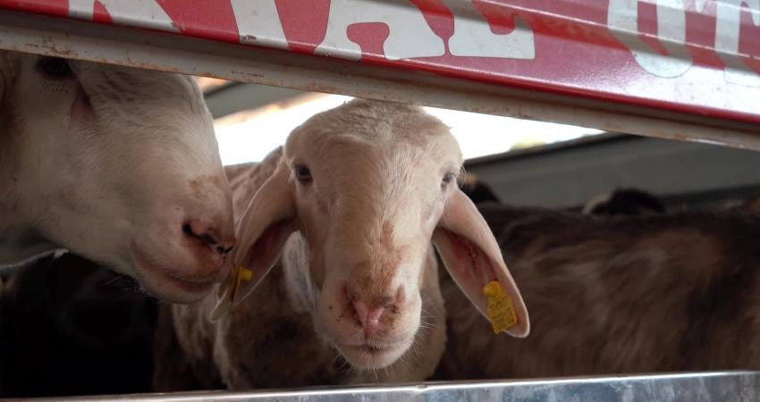 Konyaaltı Belediyesi, Kurban Bayramı’nda vatandaşların ibadetini hijyenik ve düzenli şekilde