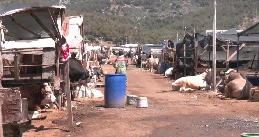 Kurban Bayramı öncesi hayvan pazarlarında hareketlilik başlasa da besiciler kazanç