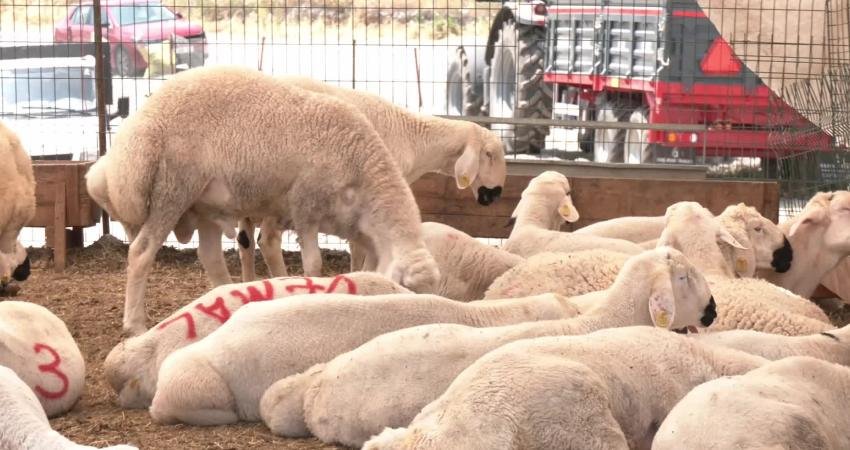 Kurban Bayramı üçüncü gününde Ankara’daki Mühye Köyü’ndeki kurban pazarında kurbanlık