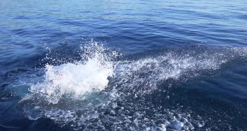 İzmir Büyükşehir Belediyesi Spor Kulübü’nün otizmli ultra maraton yüzücüsü Tuna