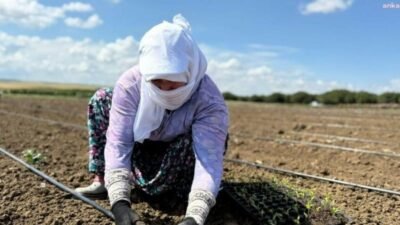 Silivri Belediyesi Tarımsal Üretim ve Araştırma Merkezi’nde (TÜRAM) yazlık sebze