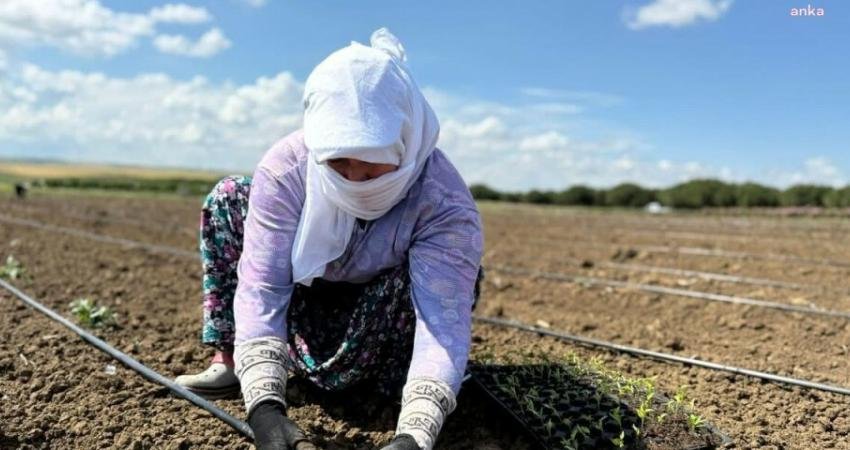Silivri Belediyesi Tarımsal Üretim ve Araştırma Merkezi’nde (TÜRAM) yazlık sebze