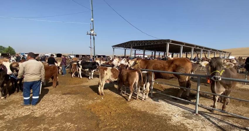 Yozgat’ta, çevre illerdeki büyükbaş hayvanlarda görülen şap hastalığı nedeniyle canlı