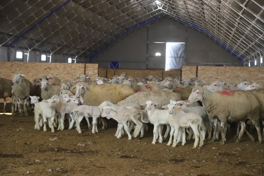 Eskişehir Büyükşehir Belediyesi, üreticilerin hayvancılık faaliyetlerini geliştirmek ve desteklemek amacıyla