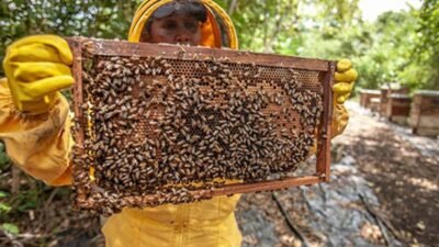 İklim değişikliği ve tarım ilaçlarının etkisiyle zor günler geçiren arıcılık