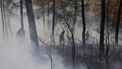 İstanbul Büyükşehir Belediyesi (İBB), Sakarya ve Bilecik’te devam eden orman