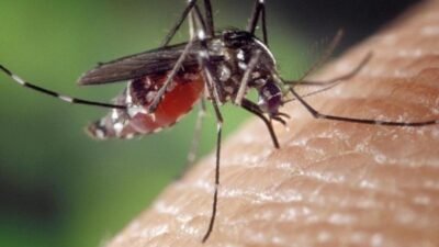 Dünya Sağlık Örgütü (DSÖ), 20 yıl önce dünyayı etkisi altına