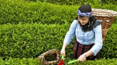Rize Valisi İhsan Selim Baydaş, ikinci sürgün yaş çay alımlarında