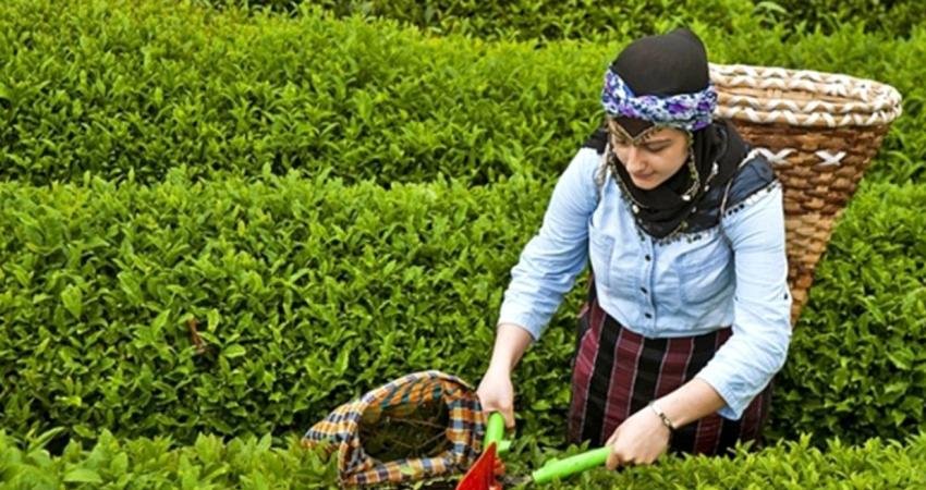 Rize Valisi İhsan Selim Baydaş, ikinci sürgün yaş çay alımlarında