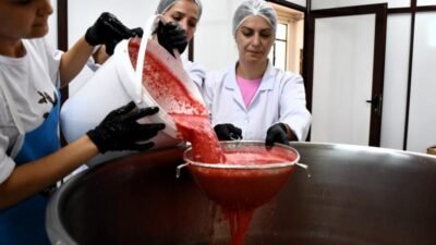 Son dönemde tarlada kilogramı 1 liraya kadar düşen coğrafi işaretli