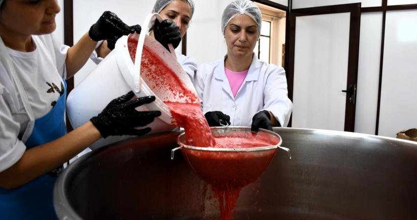 Son dönemde tarlada kilogramı 1 liraya kadar düşen coğrafi işaretli