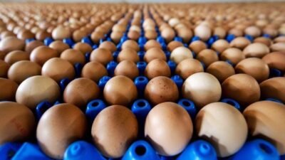 Sofralık yumurta ihracatında kilogram başına uygulanan 1,5 dolarlık fon kaldırıldı.