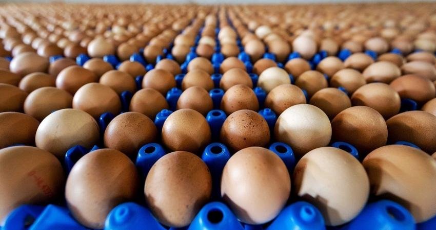 Sofralık yumurta ihracatında kilogram başına uygulanan 1,5 dolarlık fon kaldırıldı.
