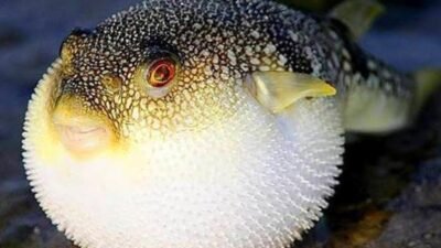 Resmi Gazete’nin 7 Ağustos 2025 tarihli sayısında yayımlanan kararla, Balon