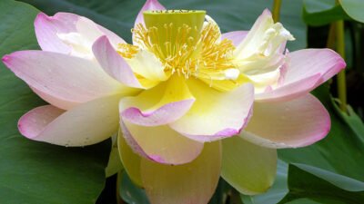 Aylardan Ağustos, sıcak bir yaz günüydü. Gölde ciddi bir sessizlik,