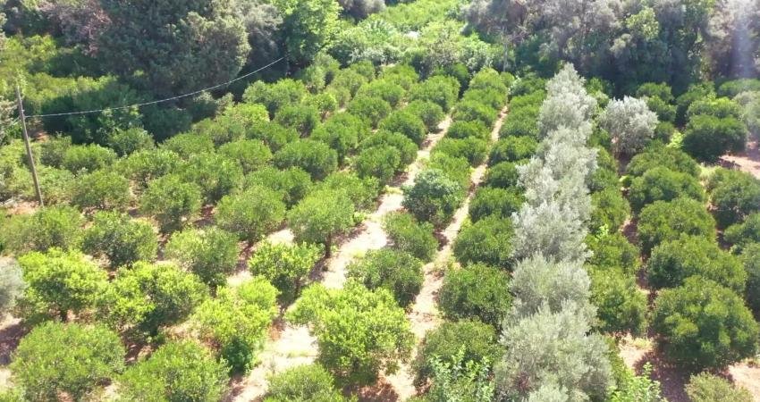 Bodrum Belediyesi Mandalin Uygulama Bahçesi'nde coğrafi işaretli Bodrum mandalininin erken
